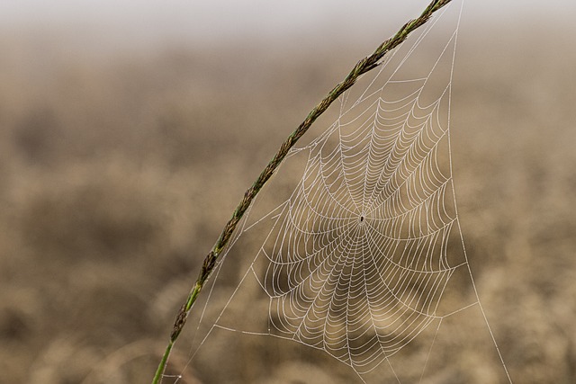 fear of spiders
